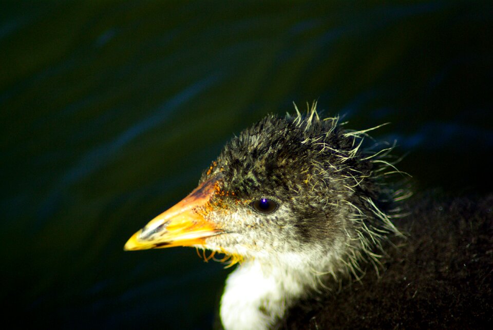 Species water bird coots