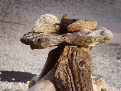 Still life bonaire wood