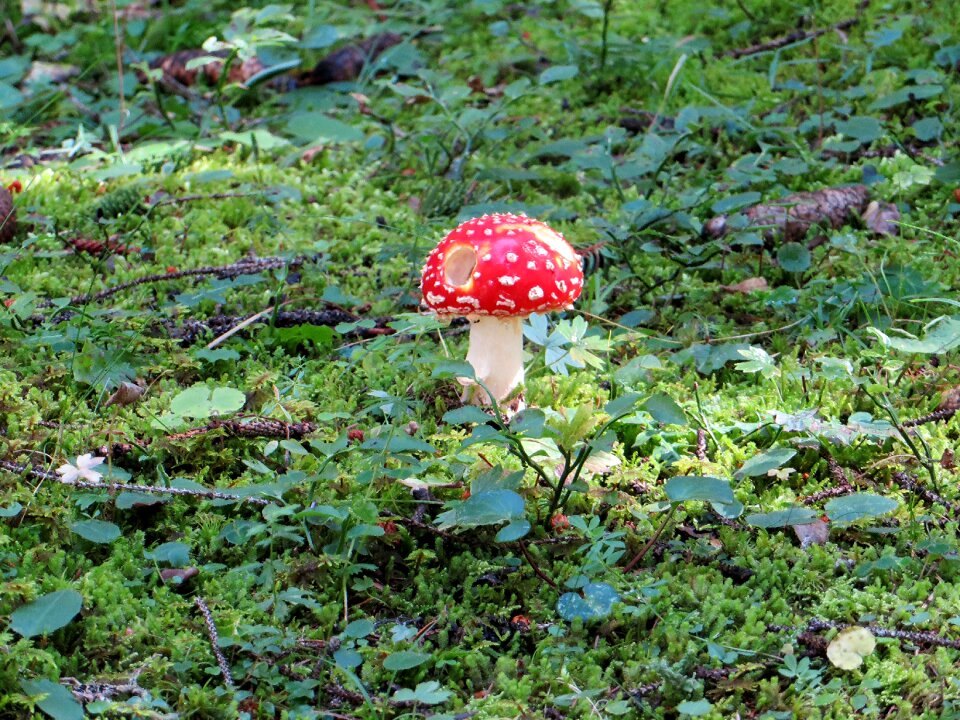 Mushroom forest mushroom red fly agaric mushroom