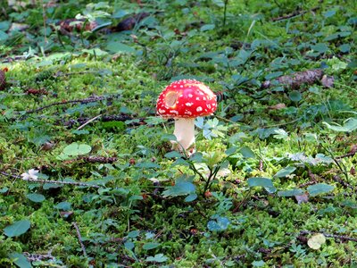 Mushroom forest mushroom red fly agaric mushroom photo