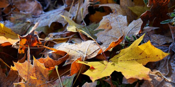 Cold autumn frozen