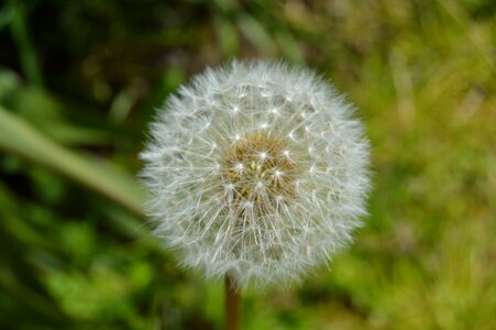Spring flower pointed flower