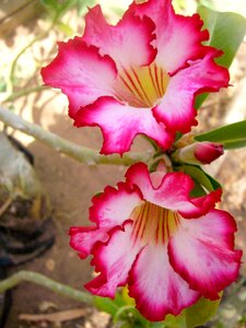 Desert pink tree photo