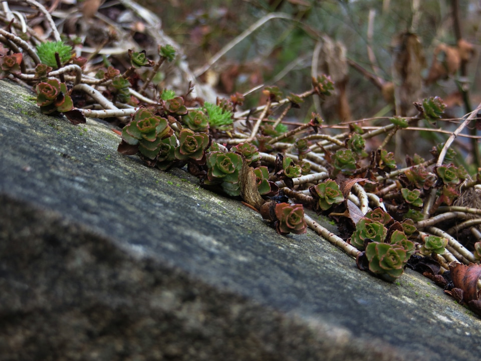 Green ground cover red