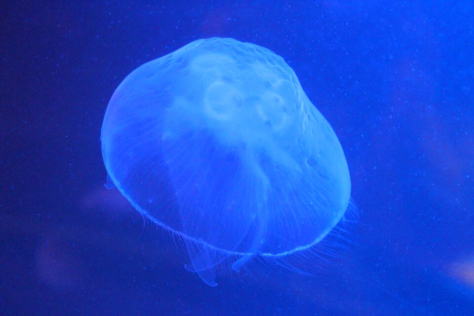 Jellyfish jelly aquarium