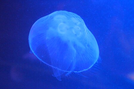 Jellyfish jelly aquarium photo