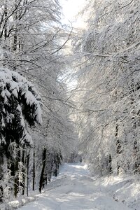 Winter nature winter mood photo