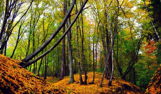Landscape nature autumn landscape