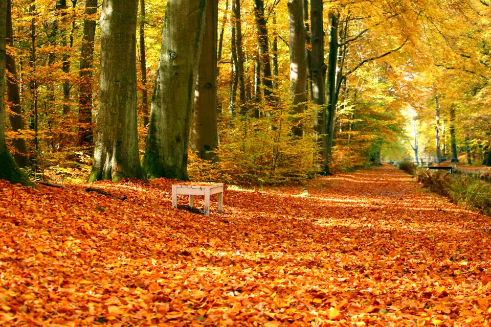 Autumn castle park ludwigslust-parchim