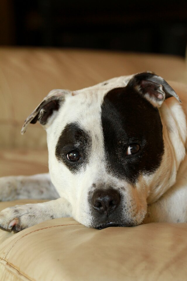White dog spotty