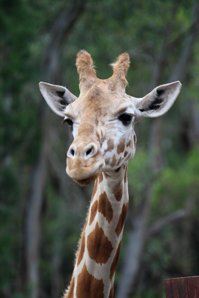 Wild zoo