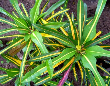Plant garden foliage