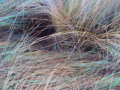 Nature dry