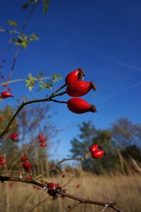 Plant bush fruit photo