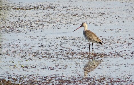 Long-legged long-billed shorebird