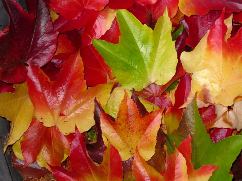 Leaves colorful leaves fall leaves