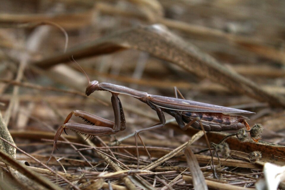 Insect predator brown