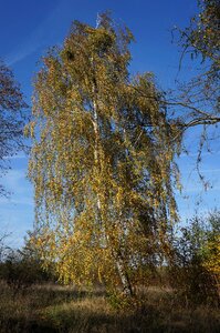 Leaves colorful golden autumn photo