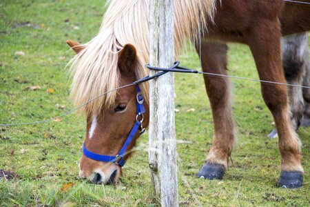 Graze meadow wild horse photo