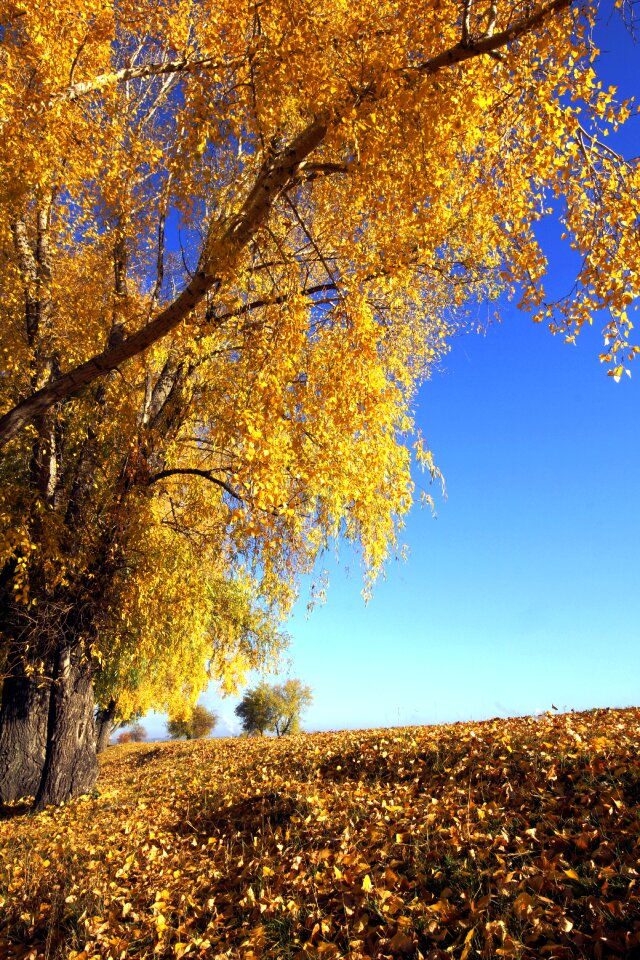 Yellow autumn leaves autumn forest