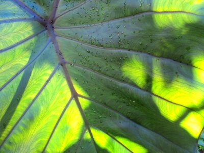 Green leaf flora