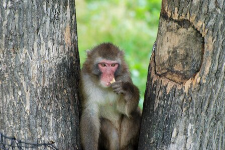 Tree primate forest