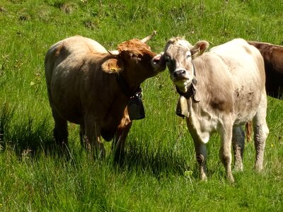 Brown swiss meadow mountains