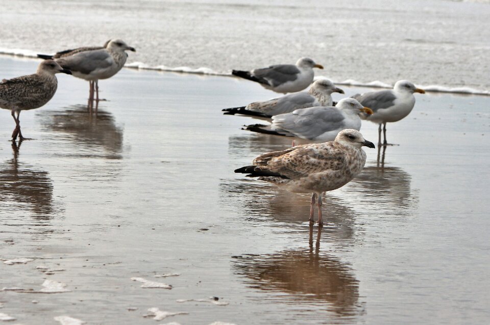 Beach bank species
