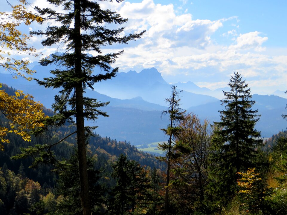 Fog alpine landscape