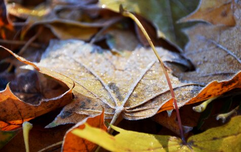 Cold autumn frozen photo