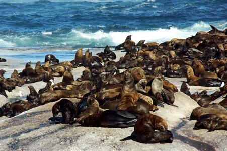 Colony pinniped ocean