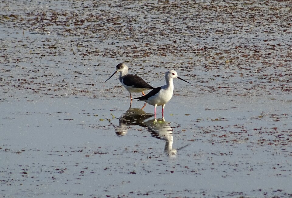 Pied stilt himantopus himantopus long-legged