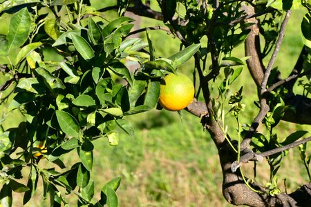Sicily lemon fruit