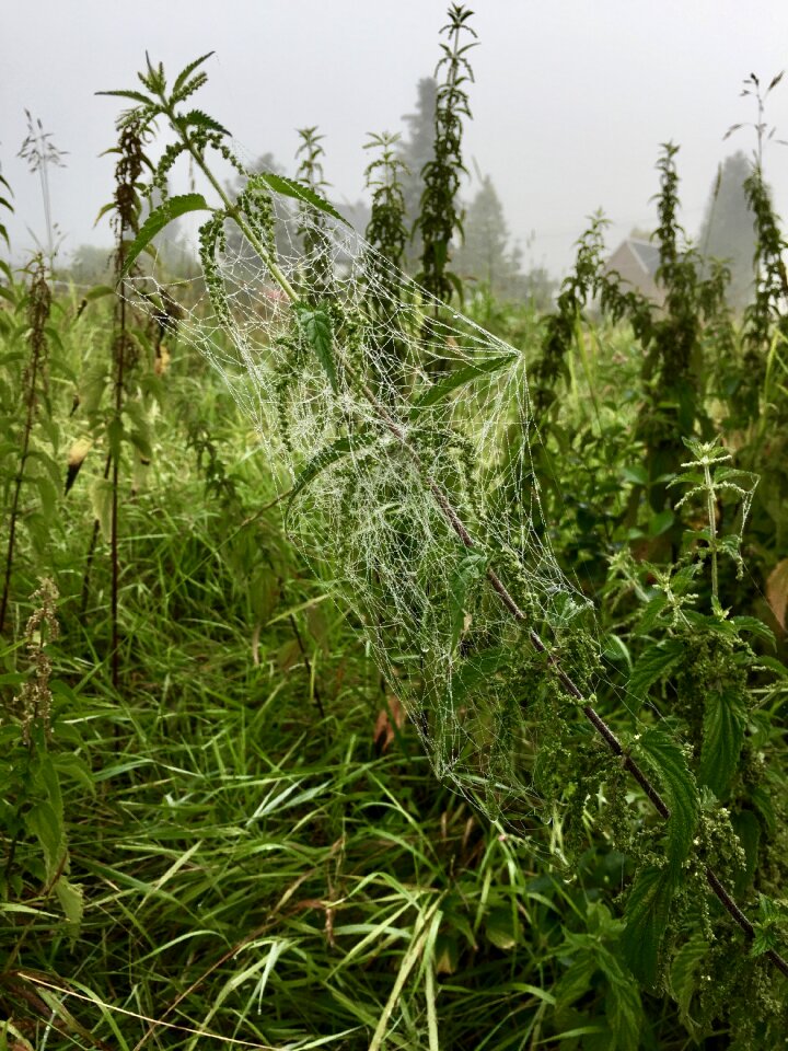 Morgenstimmung fog meadow
