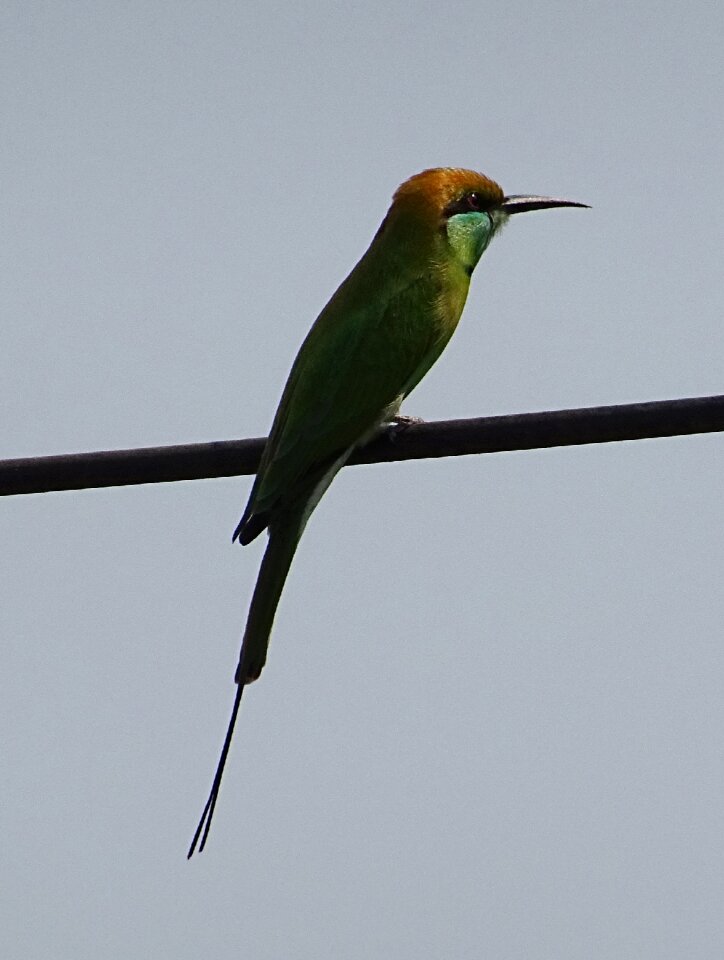 Passerine fauna bijapur