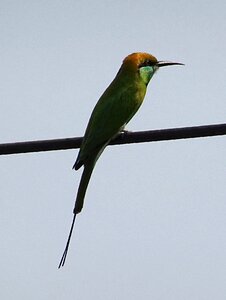 Passerine fauna bijapur