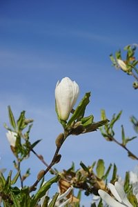White star magnolie magnolia photo