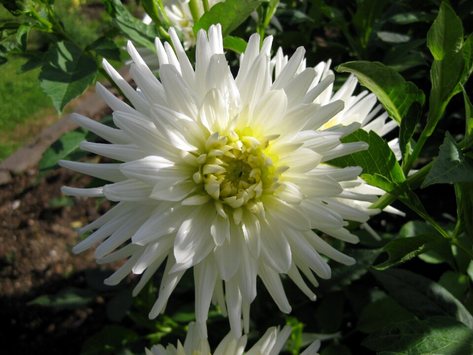Plant flower garden