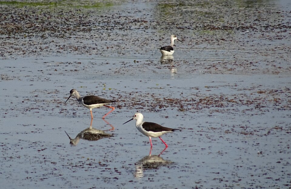 Pied stilt himantopus himantopus long-legged