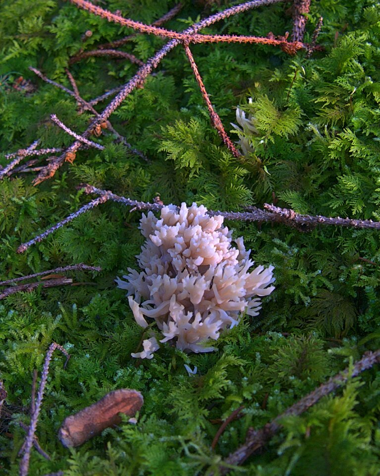Mushroom mushrooms goatee