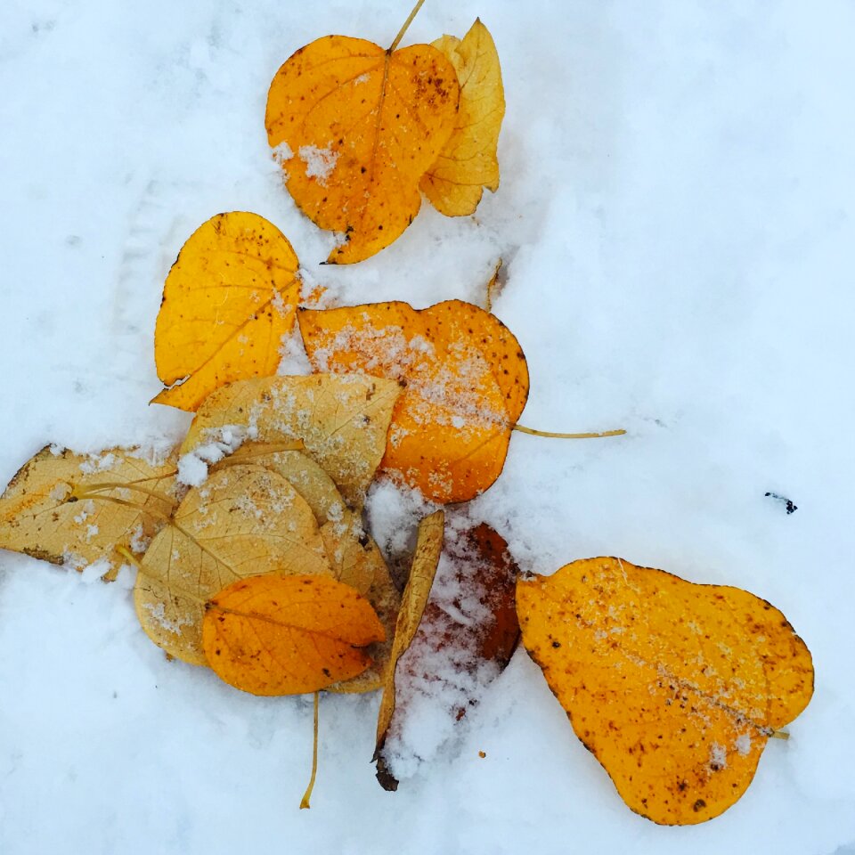 Snow norway the nature of the