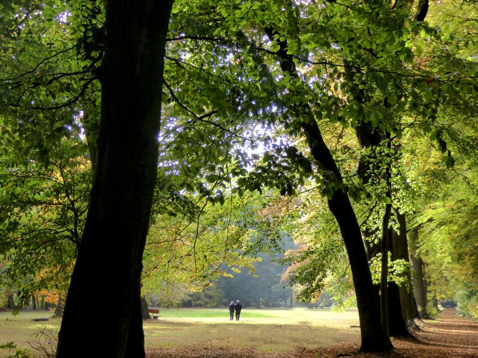 Golden autumn colored yellow