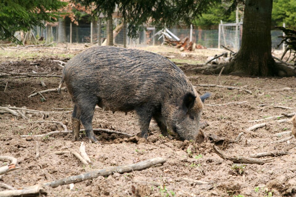 Deer park wild animal pig