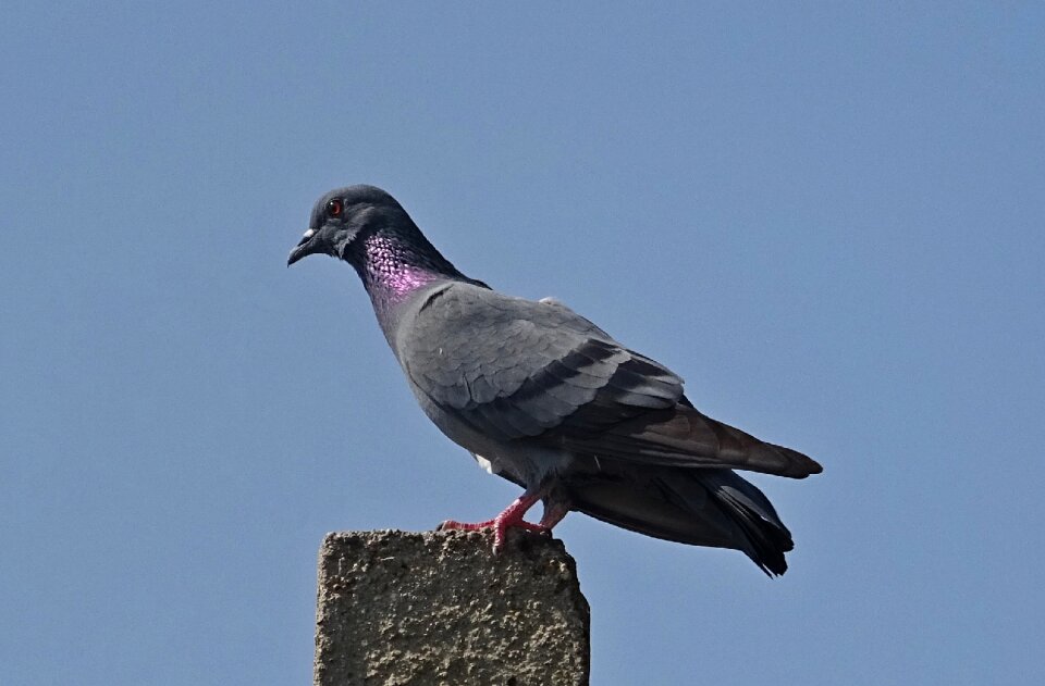 Columba livia columbidae pigeon photo