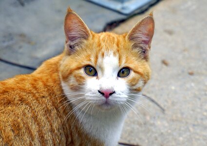 Kitten cat face cat hair photo