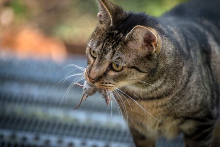 Domestic cat catch hunting