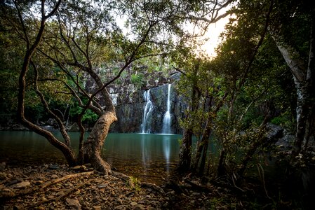 Tree nature landscape