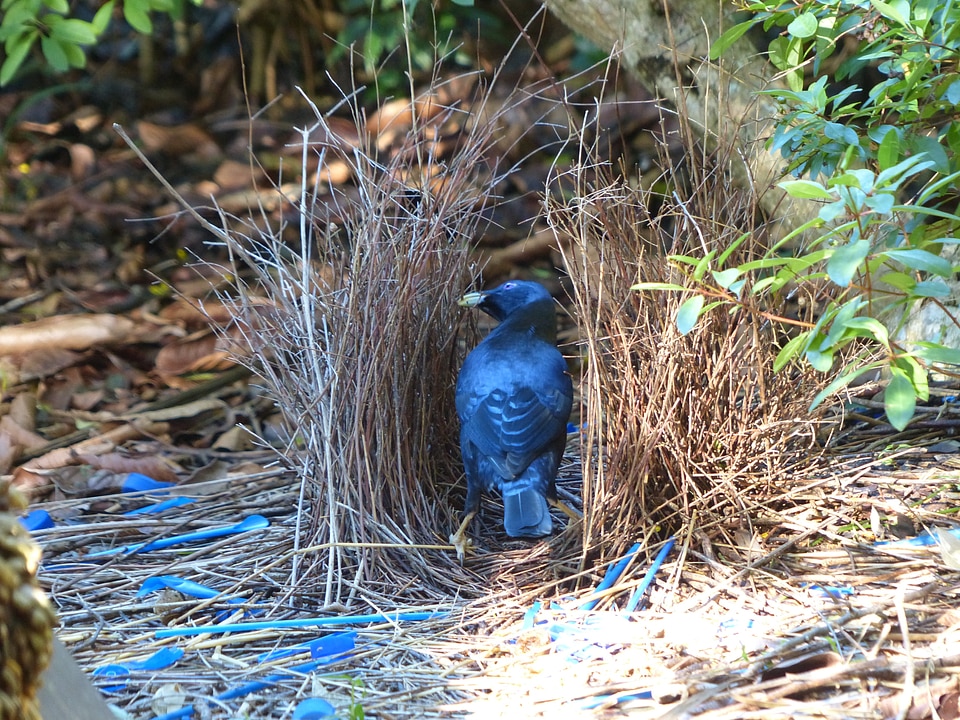 Bird ptilonorhynchus violaceus australia