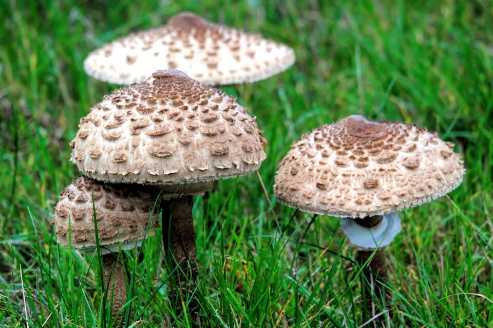 Nature autumn mushrooms on meadow
