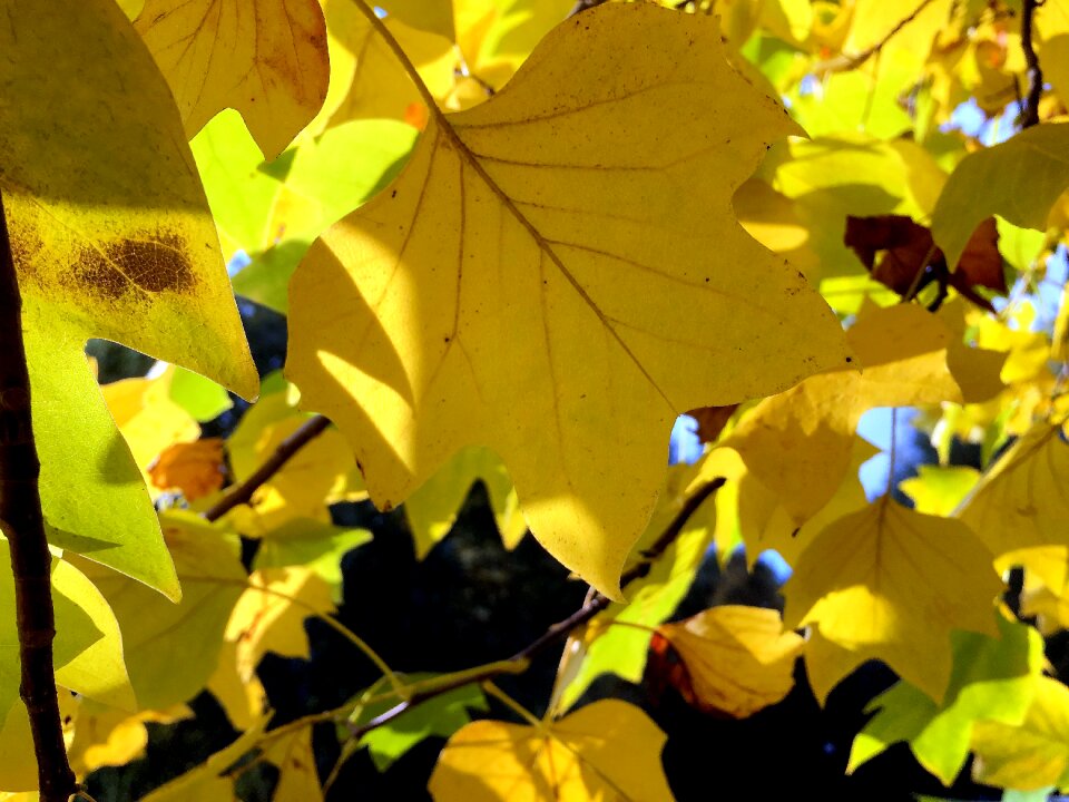 Fall foliage colors of autumn transience